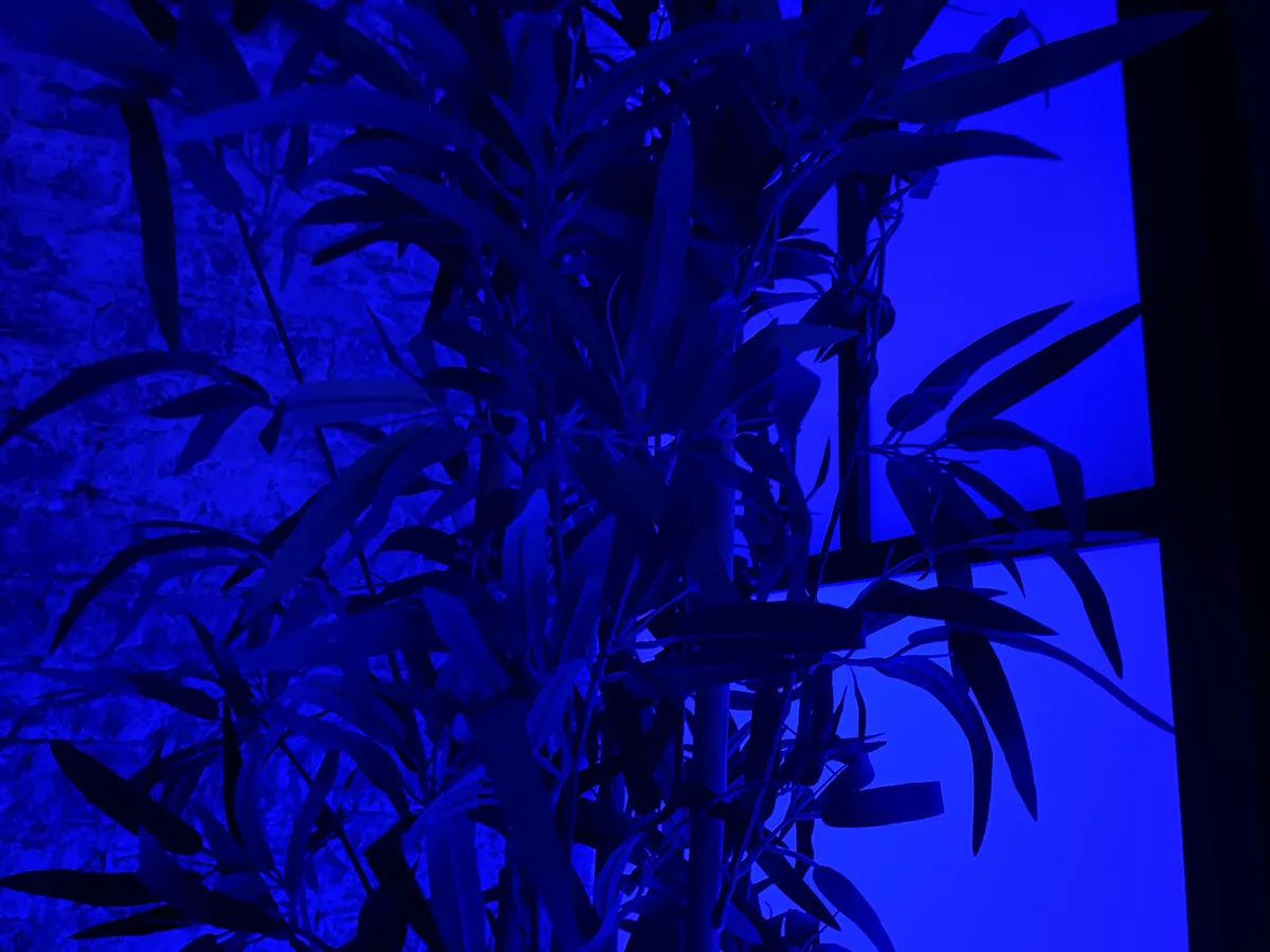 Camera iPhone 12 lowlight