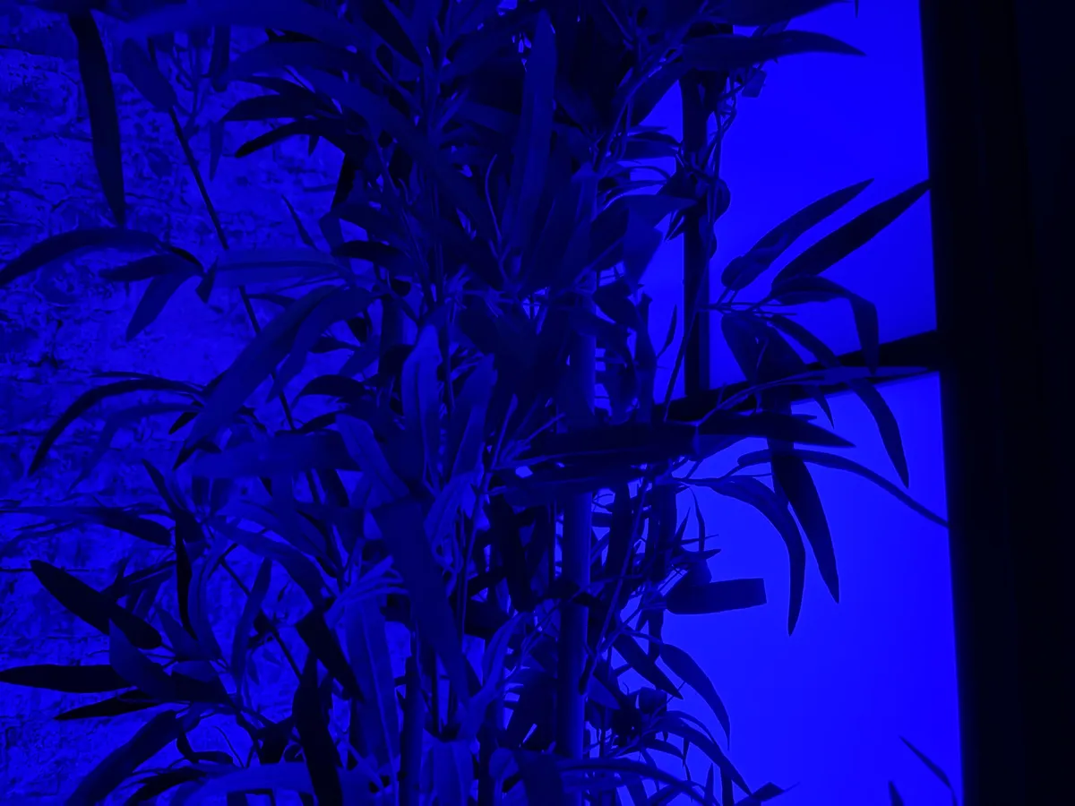 Camera iPhone 16 low light